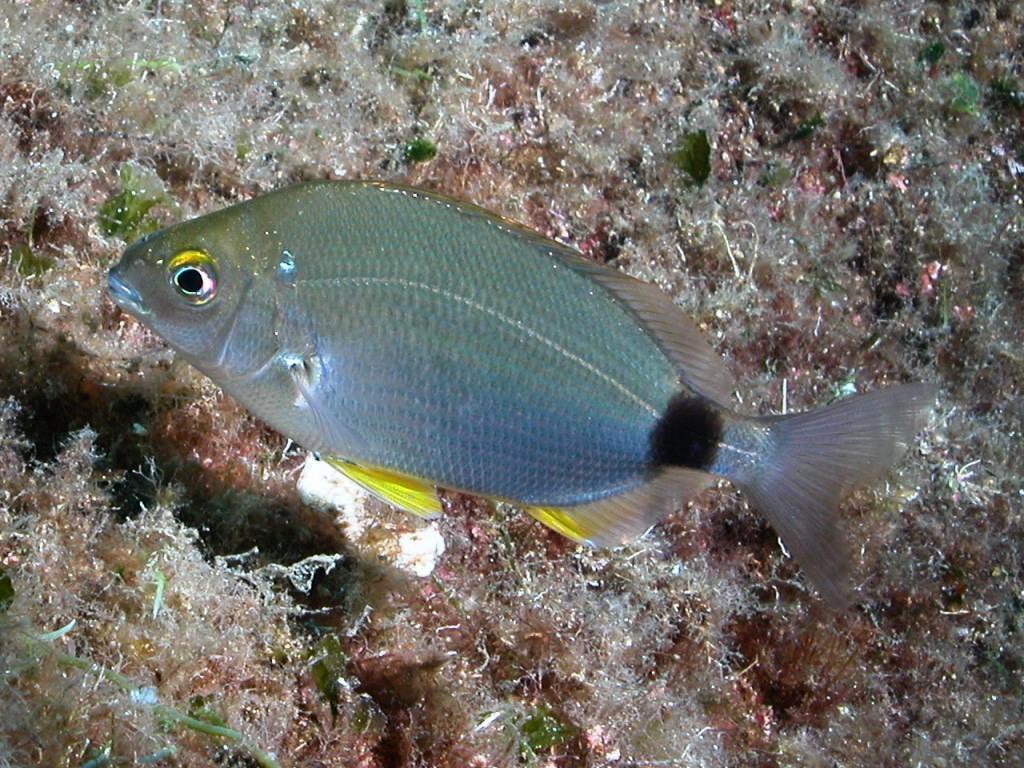 Diplodus annularis